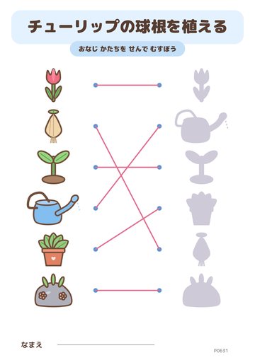 チューリップの球根を植える こたえ