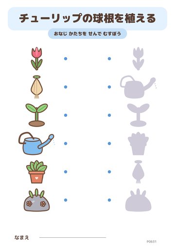 チューリップの球根を植える